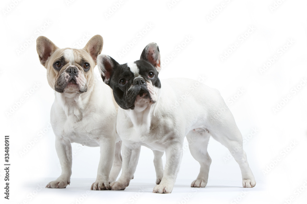 drôle de position des deux bouledogues français drôle de position des deux bouledogues français