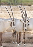 Close view of Arabian Oryx