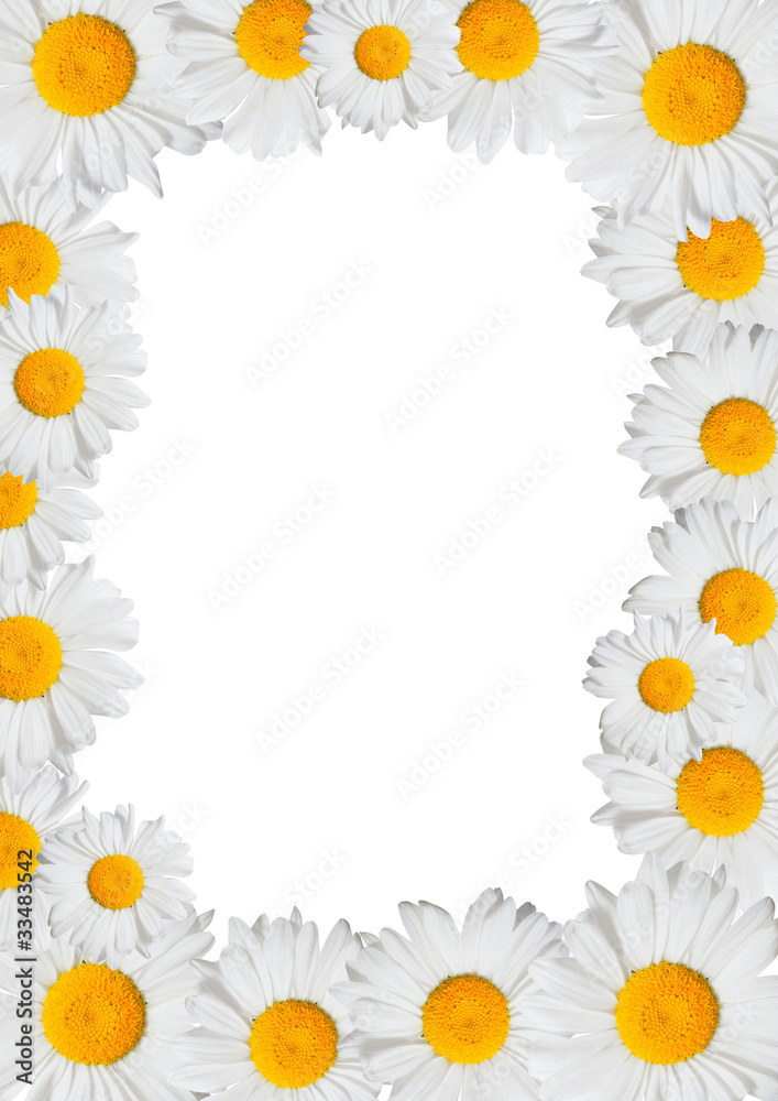 Oxeye Daisies Frame