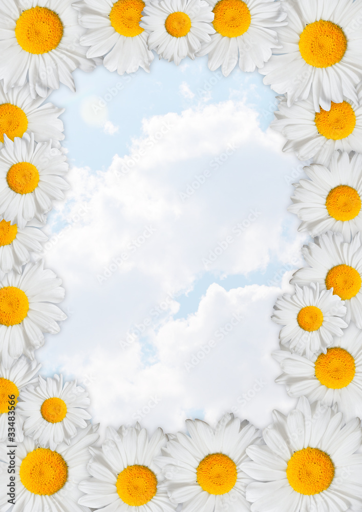 Oxeye Daisies Frame