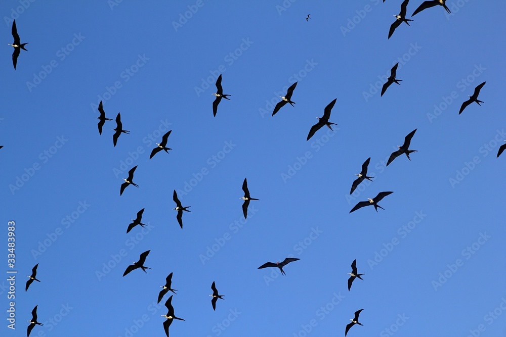 Obraz premium frigate bird silhouette backlight breeding season