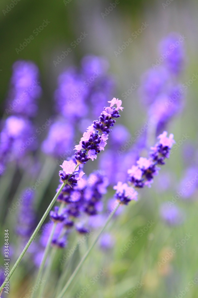 Naklejka premium lavender