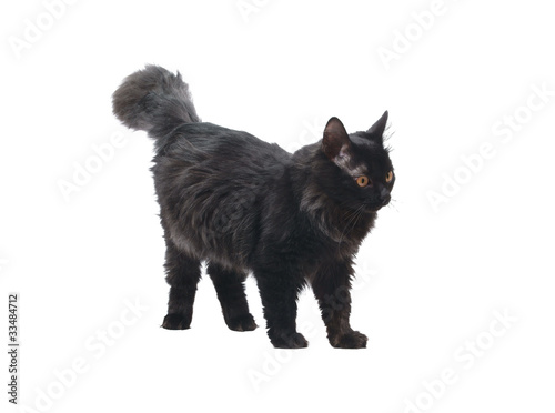 Black cat isolated on white background