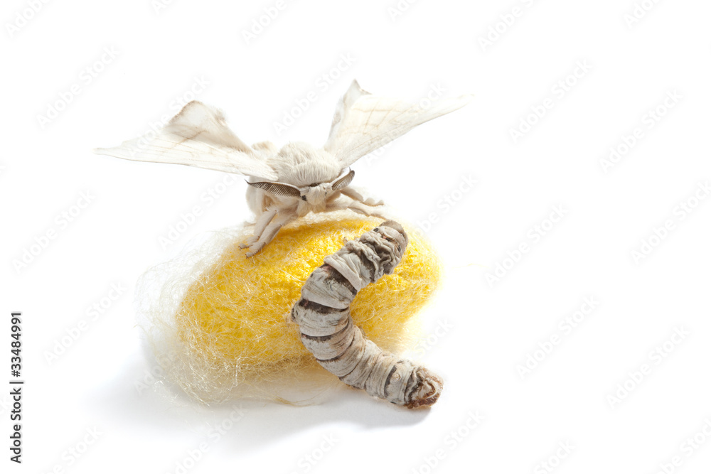 Obraz premium butterfly silkworm cocoon silk worm three stages