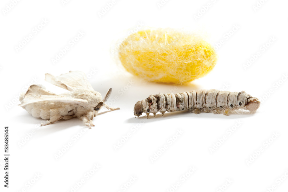 Fototapeta premium butterfly silkworm cocoon silk worm three stages