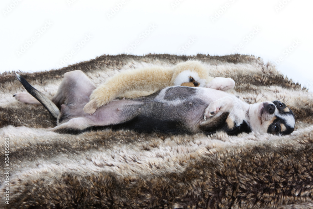 chihuahuas se roulant sur leur tapis douillet chihuahuas se roulant sur leur tapis douillet