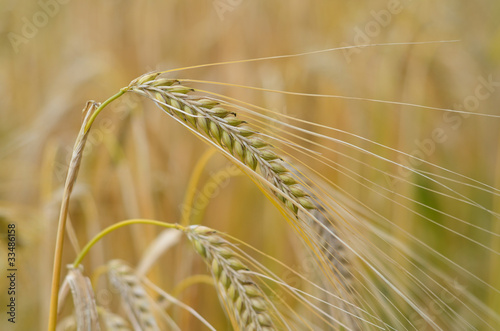 Barley, Hordeum Vulgare