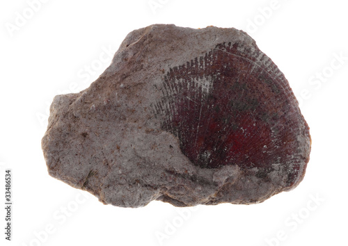 Fossil shell