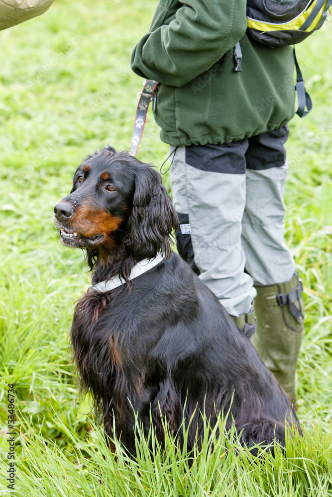 hunting dog with hunter