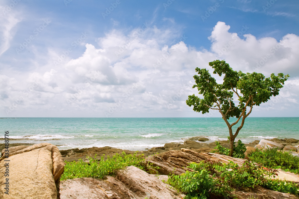 Fototapeta premium lonely tree at the coastline