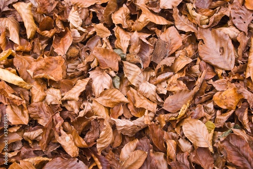 autumn leaves background