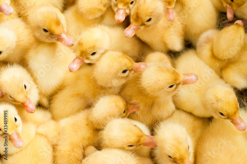 Group of small cute ducklings inside box