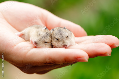 Hamster pups © Dmitry Naumov