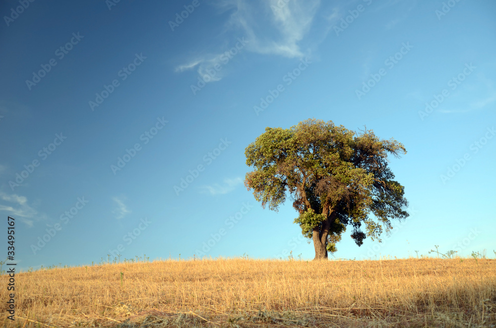 Obraz premium Korkeiche