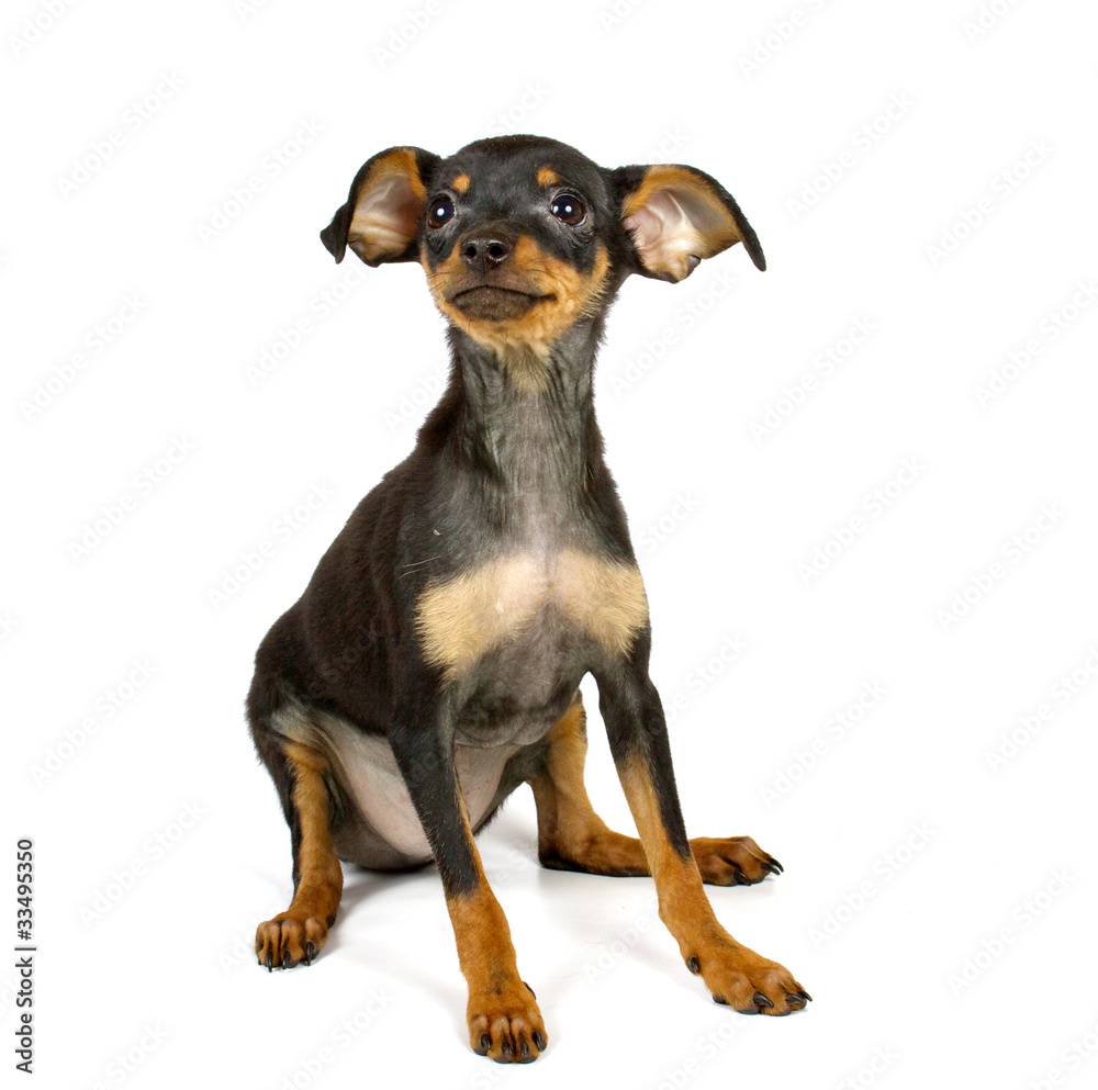 Chihuahua small puppy Chihuahua small puppy