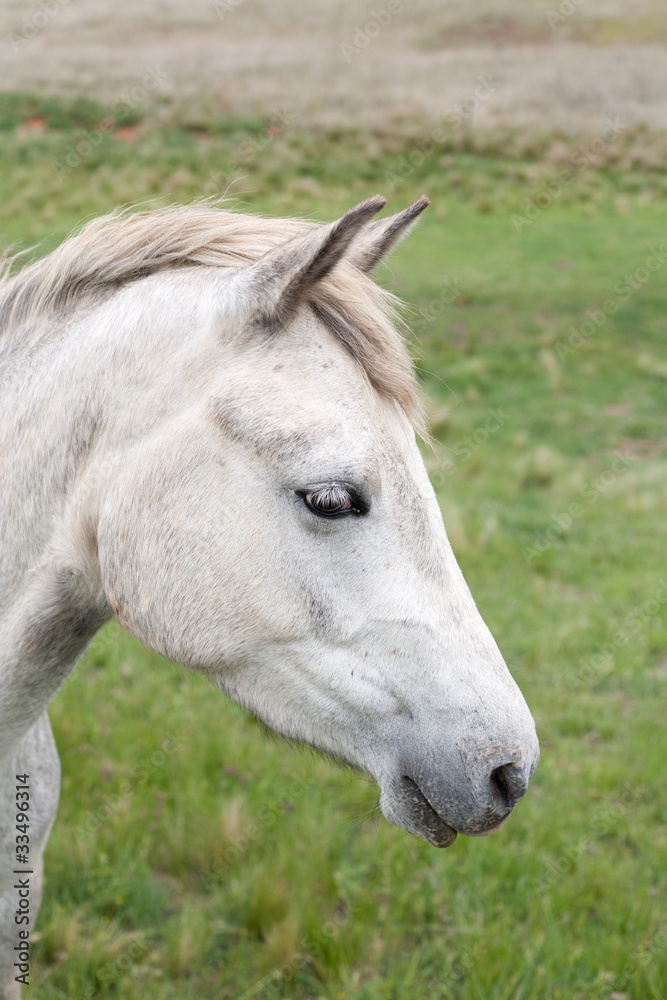 Obraz premium Horses in Pasture