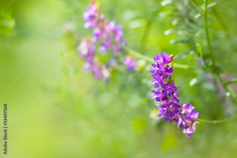wild flower wild flower