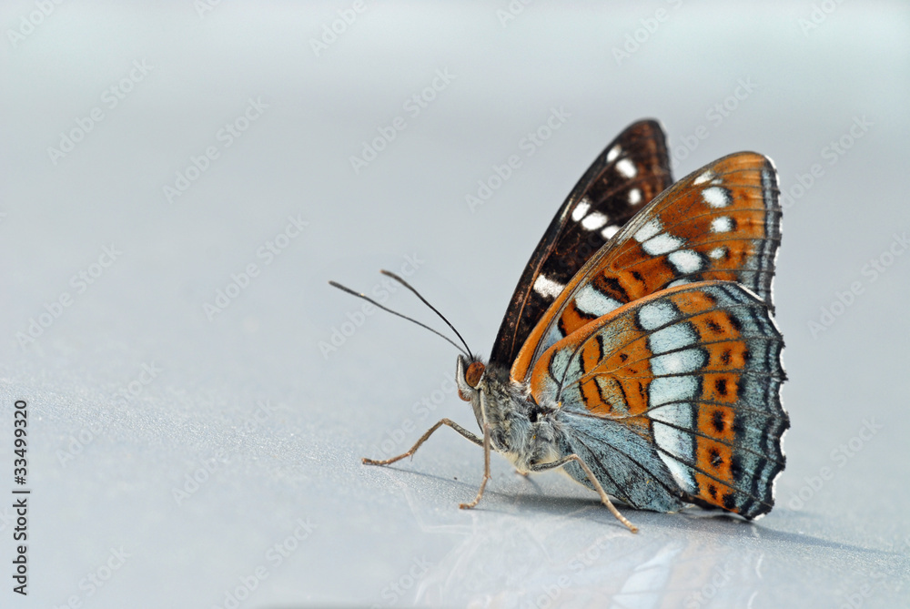 Obraz premium Poplar admiral (Liminitis populi)