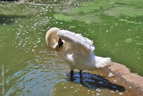 white swan cleans feather photo