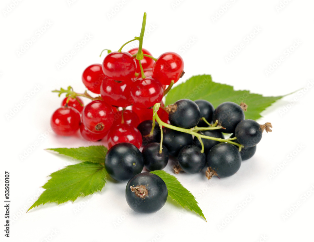 red and black currant