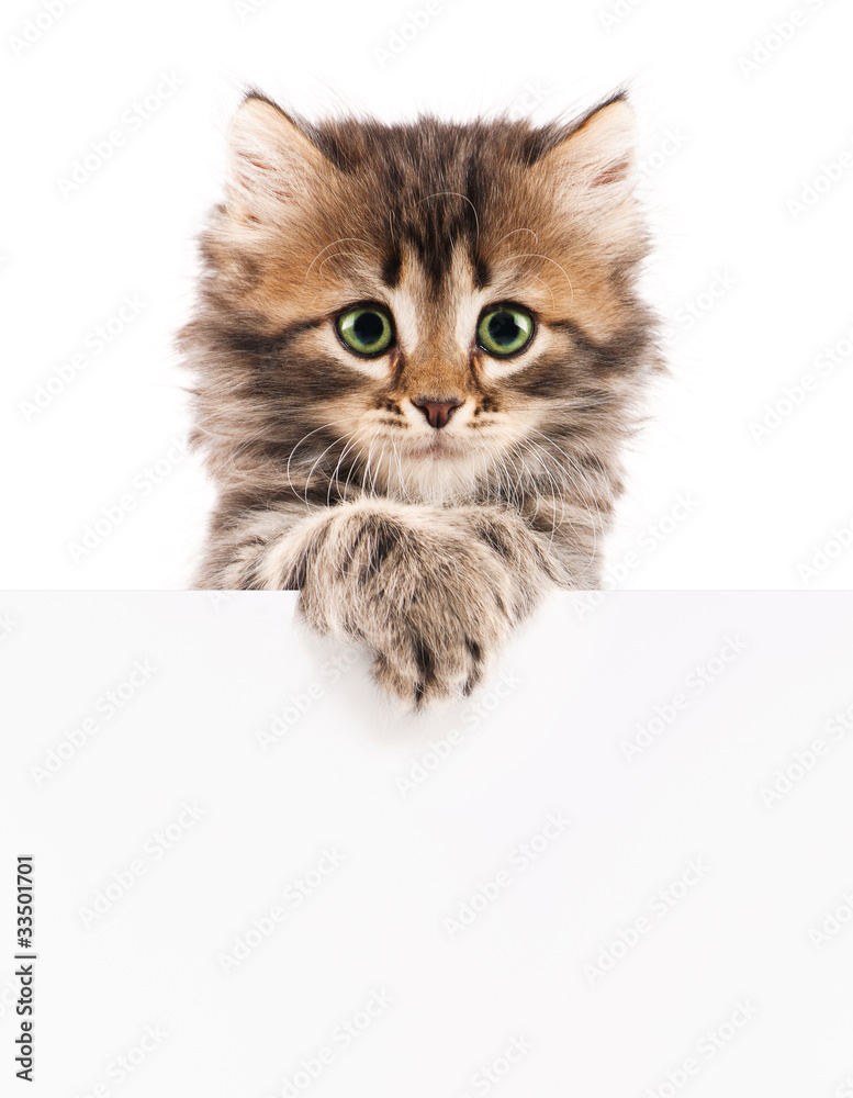 Kitten with blank Kitten with blank