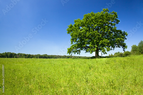 The green tree growing in the field