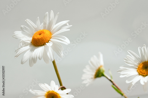 Daisies isolated on white