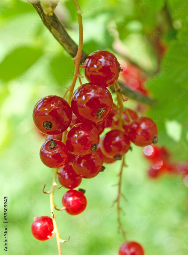 rote Johannisbeeren rote Johannisbeeren