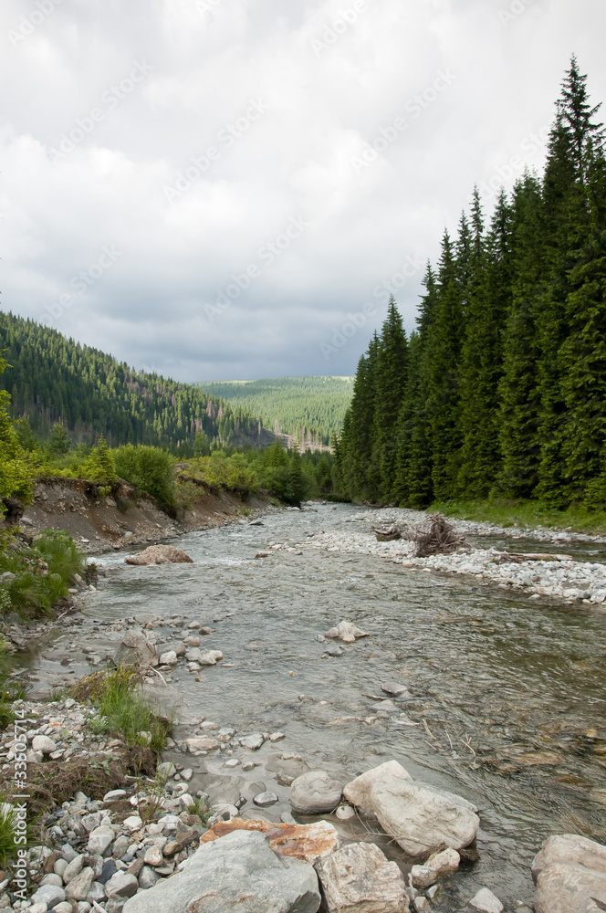 Obraz premium Cold mountain river passing through green forest