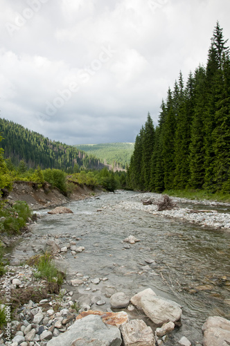 Cold mountain river passing through green forest