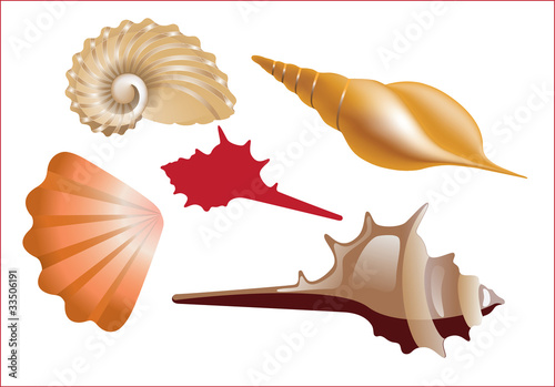 cockleshell