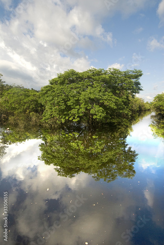 Brasile, amazzonia, silves, foresta allagata © cronopio