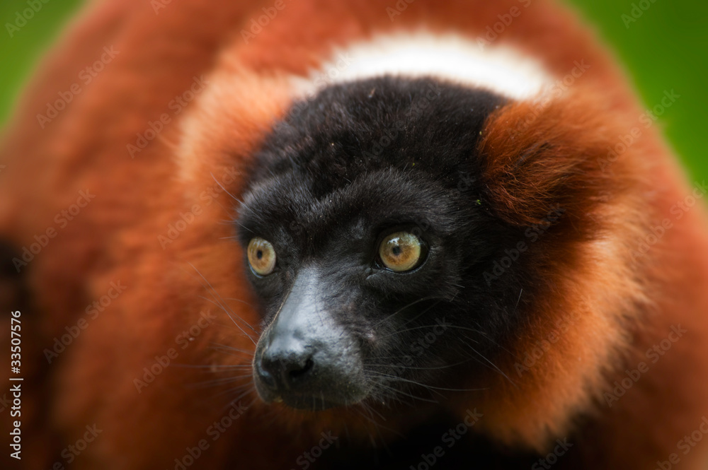 Obraz premium red ruffed lemur