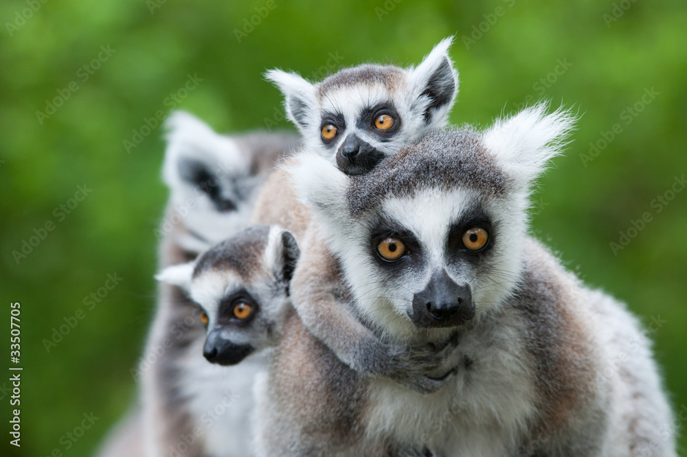 ring-tailed lemur with her cute babies - obrazy, fototapety, plakaty 