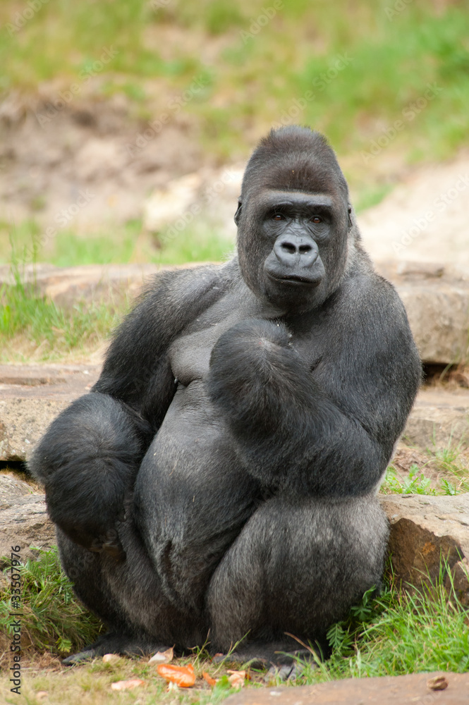 Obraz premium male silverback gorilla