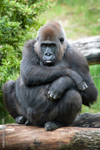 female silverback gorilla © Eric Gevaert