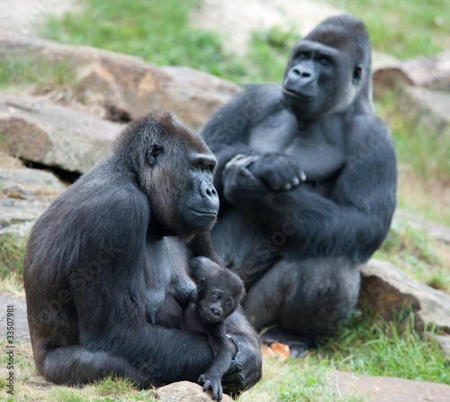 gorilla and her baby © Eric Gevaert