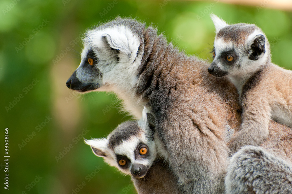Fototapeta premium ring-tailed lemur with her cute babies