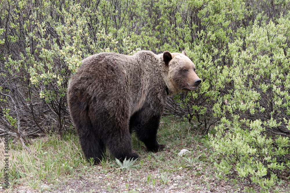 Grizzly. Banff National Park. Kanada Grizzly. Banff National Park. Kanada