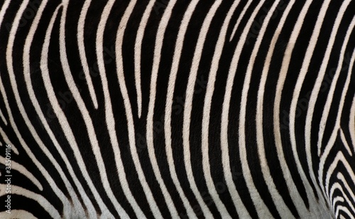 Wallpaper Mural Details of zebra Torontodigital.ca