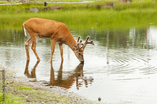 Young male deer (buck) drinking from lake