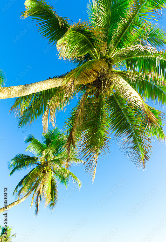 Leaves Jungle Palms