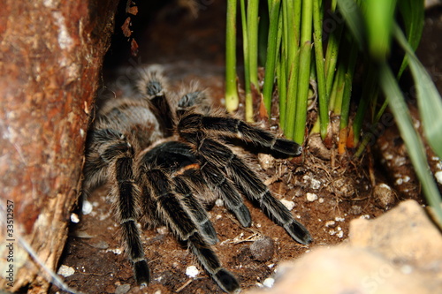 Vogelspinne parahybana