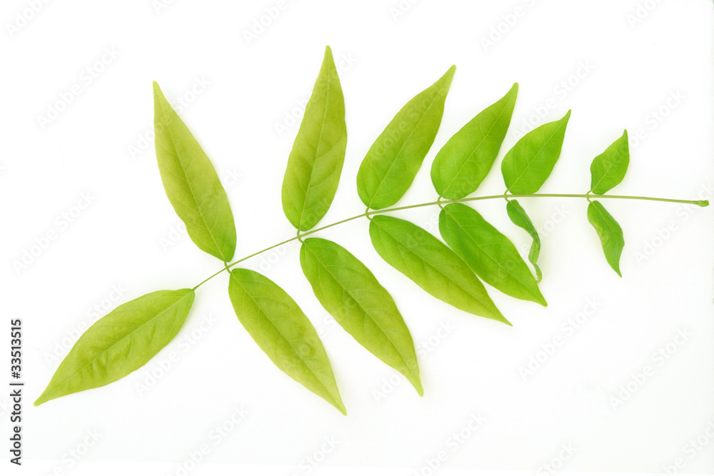 Naklejka premium 葉っぱ