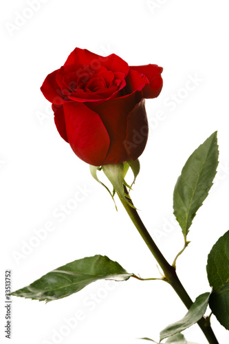 Single red rose, isolated on white background
