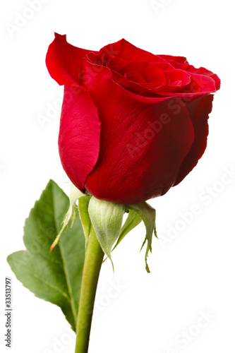 Single red rose, closeup shot, isolated on white background