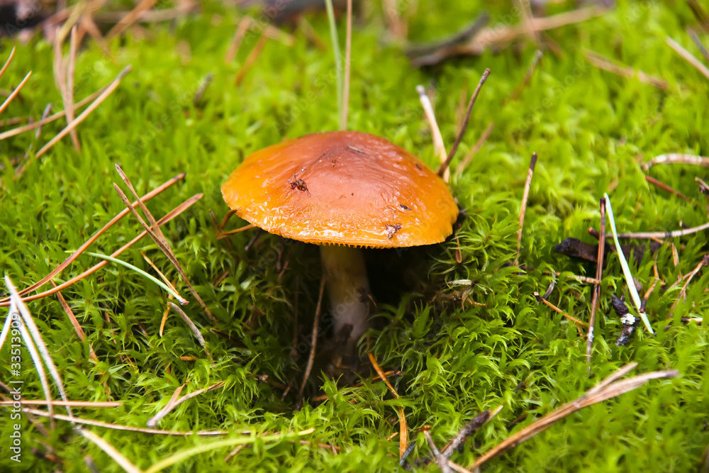 Mushroom Mushroom