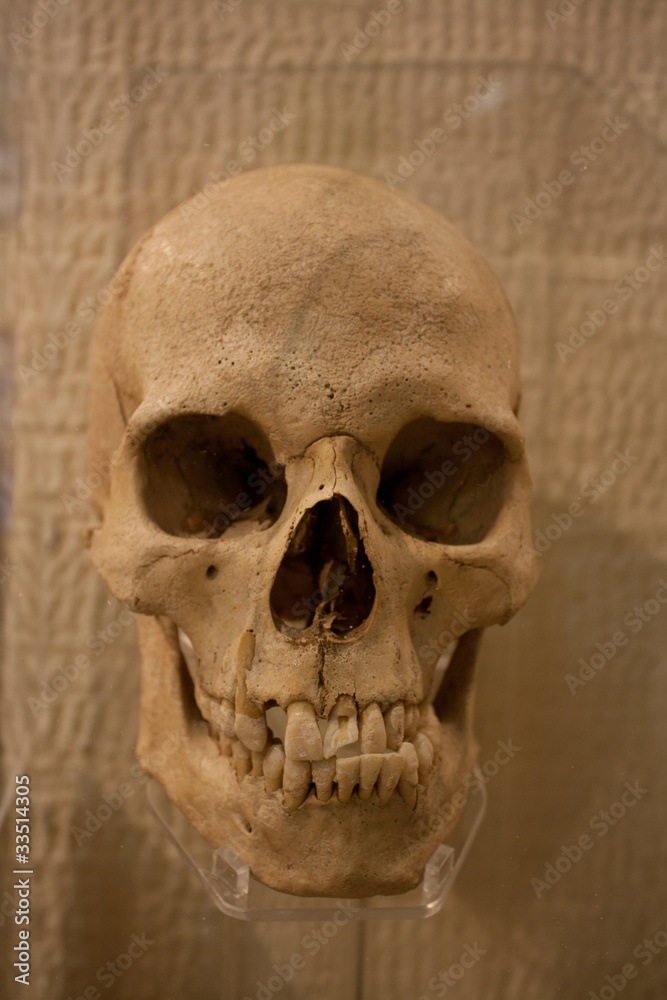 Obraz premium the skull