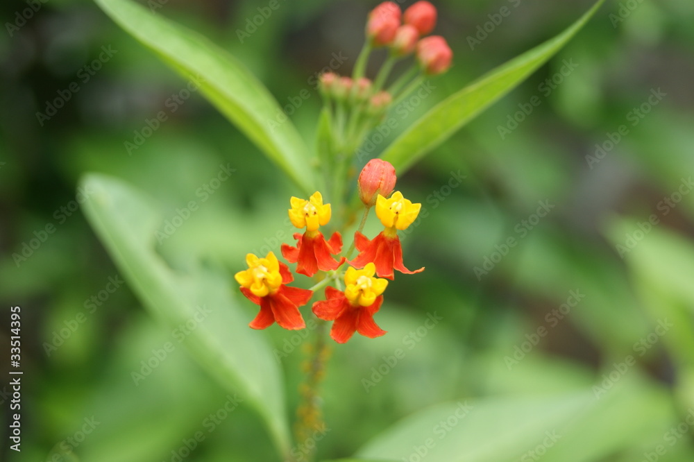 Asclepias curassavica, asclépide de Curaçao Asclepias curassavica, asclépide de Curaçao