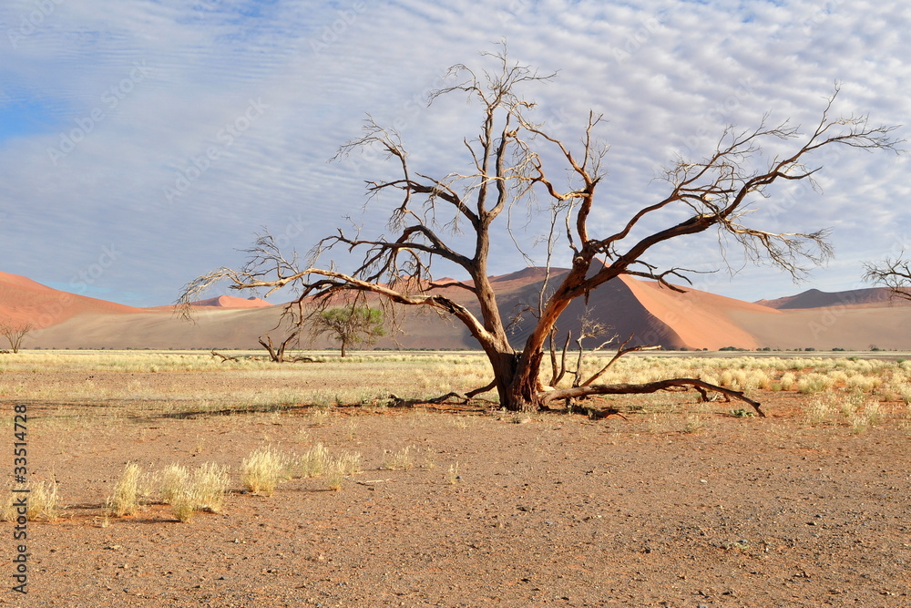 desert Namib dune 45,Namibia